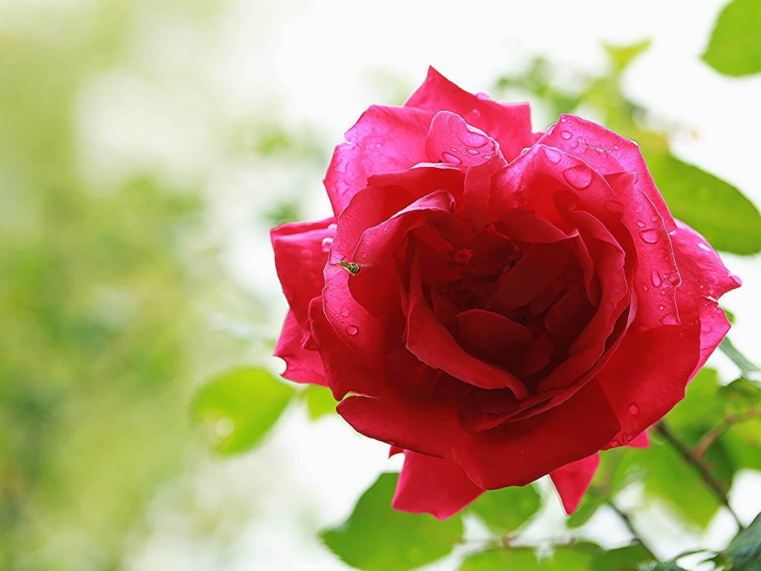 Bédée - Rose dans buisson