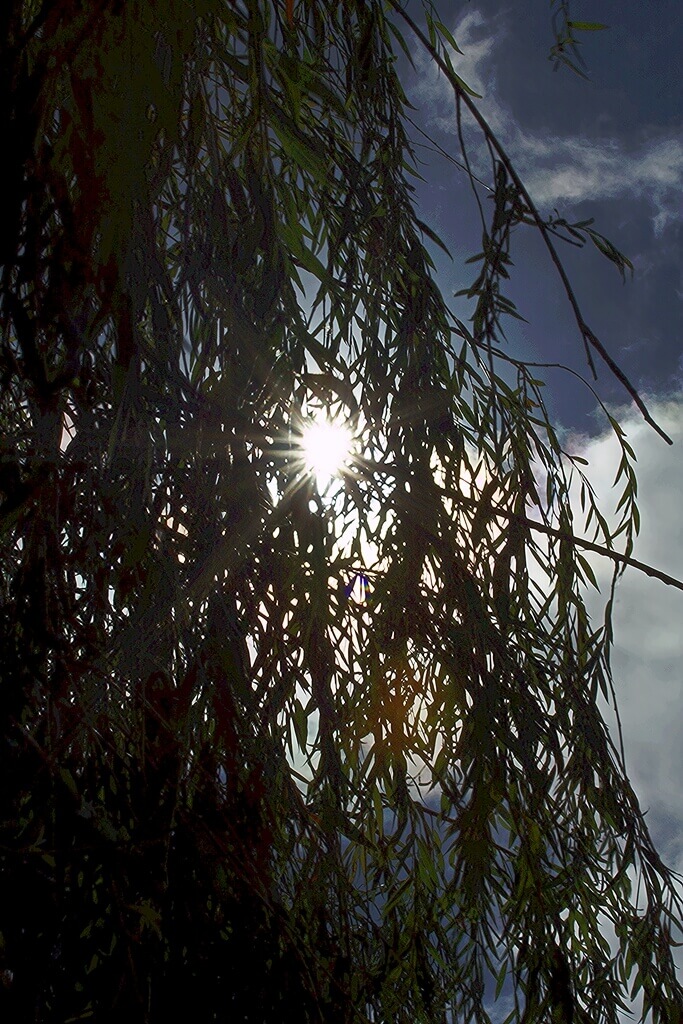 Soleil dans saule pleureur