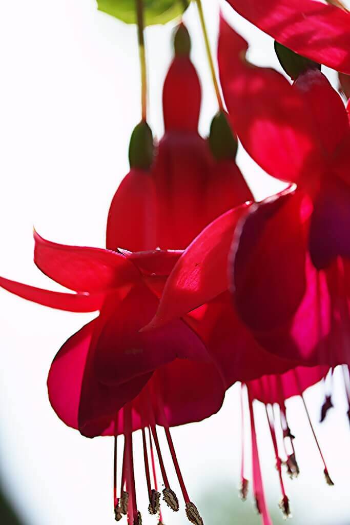 Lampions de Fuschia